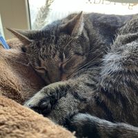 Cute cat   at Mačkafé in Bratislava