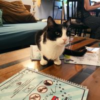 Cat at Mačkafé in Bratislava