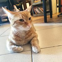 Cats at Mačkafé in Bratislava