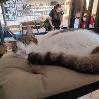 Kitties at Mačkafé in Bratislava