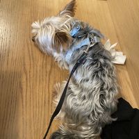Pet friendly   at Moment in Prague