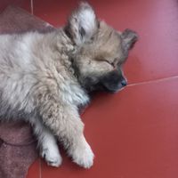  at Lazy Bug - Chay Cao Bang in Cao Bang