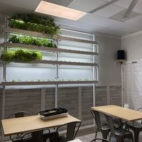 Indoor greens growing  at Gray Leaf Cafe in Freehold