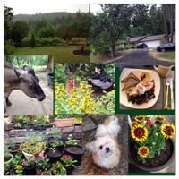 Photo collage of our stay at Velo Bed & Breakfast.  We had a great experience!   at Velo Bed and Breakfast in Eugene
