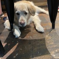Hopeful for droppings at our table  at Hiking Hawaii Cafe in Honolulu