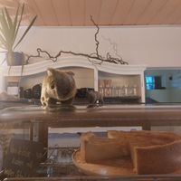 Wombats die über das Kuchenangebot wachen at Wombats Café in Giessen