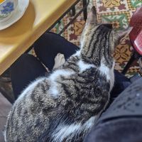 Store kitty at Baissara Ansara in Chefchaouen