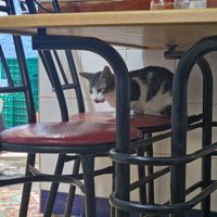 Store kitty at Baissara Ansara in Chefchaouen