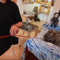 one of the cats at Cat Cafè di Chry in Cagliari