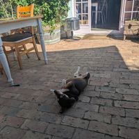Bucksy, the resident rescue doggie at Pure Cafe in Greyton