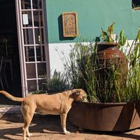 Bucksy's friend at Pure Cafe in Greyton
