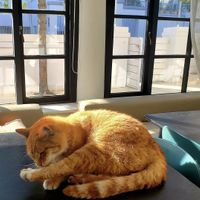 Cat at Nourish'd Café Green Point in Cape Town