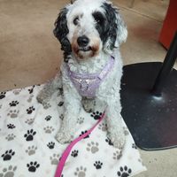 Dog friendly too 😀 at Nell's Pizza in Manchester