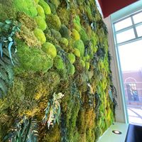 Wall of living plants   at Whole Harvest Kitchen in Leawood
