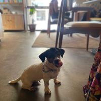 Pet friendly! 🐶 at Greenr in Panaji