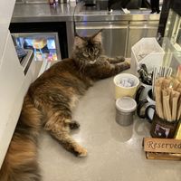 Even more cats  at Café Influffy - 毛所樹樹 in Kowloon