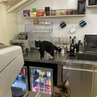 And more cats  at Café Influffy - 毛所樹樹 in Kowloon