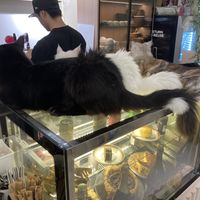 Many cats await you  at Café Influffy - 毛所樹樹 in Kowloon