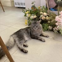 Some are huge   at Café Influffy - 毛所樹樹 in Kowloon