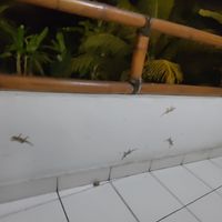  at Warung Bintang in Manggis