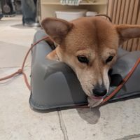 The resident doggo at Weirdough - 위어도우 in Seoul