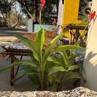 Zuva   at Asro Food Labs in Porvorim