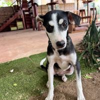 Puppy  at Belle's Beach Bar in San Juan