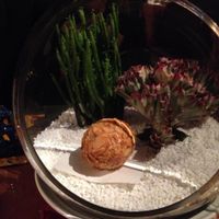 Terracotta dumpling at Pure Lotus - Jìng Xīn Lián 净心莲 in Beijing