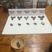 Cacao seeds  at Chimalapa Cacao in Oaxaca