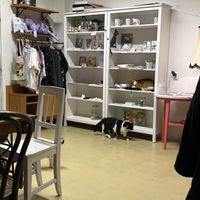 Cat  at Bystrokočko in Ceske Budejovice