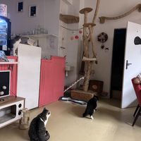 Cat  at Bystrokočko in Ceske Budejovice