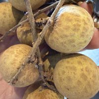   at Spring & Hieu Vegan Food Tour in Ho Chi Minh City