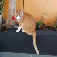 Caneta 😻 at Restaurante Il Bandito in Altea