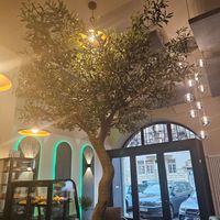 Olivenbaum (Elaya) at Café Elaya in Trier