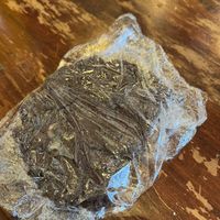 Vegan chocolate cookie  at Casper Fermentables in Sunset Valley