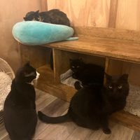 Cats available for adoption. at Catpurrccinos in Huntington