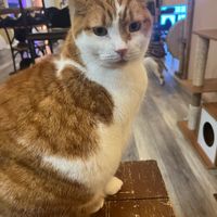 🐱 at Catpurrccinos in Huntington