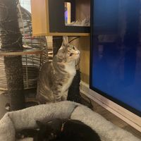 Cats available for adoption. at Catpurrccinos in Huntington