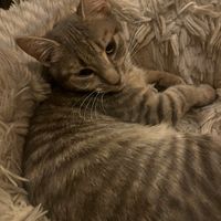 🐱 at Catpurrccinos in Huntington