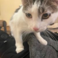 Wilby  at Catpurrccinos in Huntington