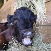 Joey at Barn Sanctuary at Barn Sanctuary in Chelsea