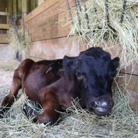 Joey at Barn Sanctuary in Chelsea