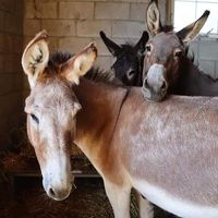 Residents at Barn Sanctuary at Barn Sanctuary in Chelsea