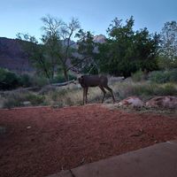  at Vegan Basecamp in Las Vegas