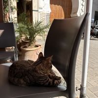 Cute cat  at Yamy‘s in Marrakech