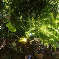  at Tree Vegan Kitchen in Sapa