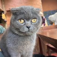 A cute cat  at Tree Vegan Kitchen in Sapa