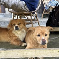 Cute dogs   at Tree Vegan Kitchen in Sapa