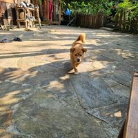  at Tree Vegan Kitchen in Sapa