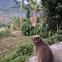 the cutest cat  at Tree Vegan Kitchen in Sapa